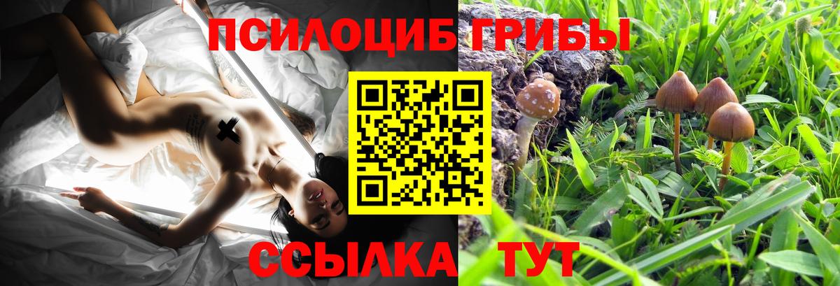 Галлюциногенные грибы Cubensis Саров